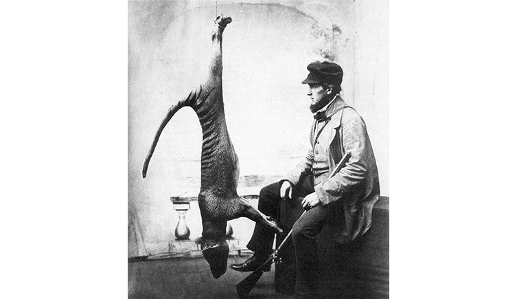 Photograph of a Tasmanian tiger and the person who shot it