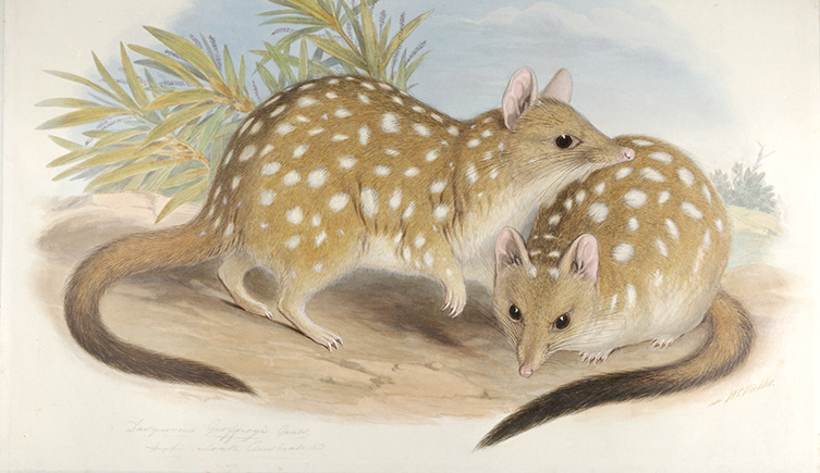 An ilustration of two western quolls, a marsupial mammal from Australia. They resemble a small brown rodent and have white spots on their fur.