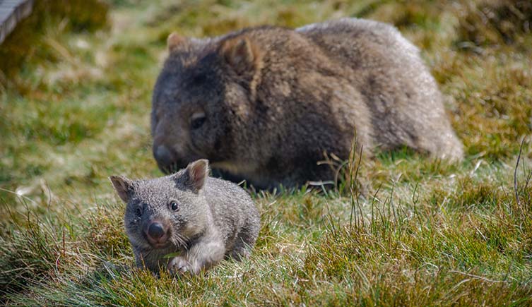 A young wombat and its mother 