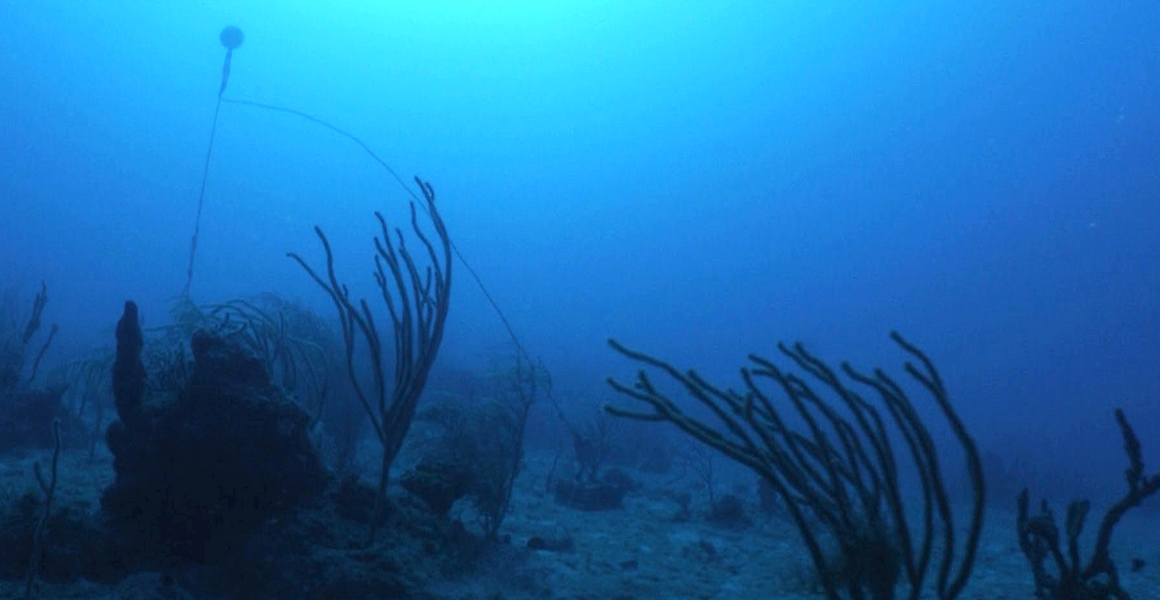 Retrieving experiments on the deep reefs at the edge of the Great Bahama Canyon.