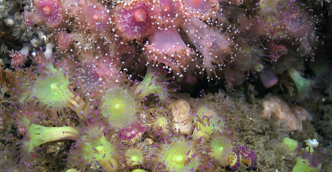 Corynactis viridis jewel anemones.