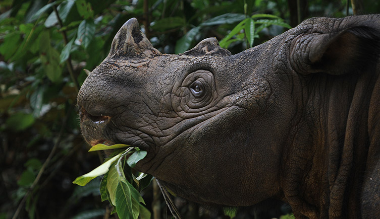 A close up photograph of the head of a Sumatran rhino eating leaves. 