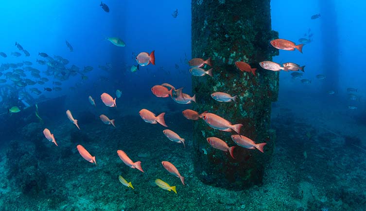 Fish swim among the legs of an oil rig.