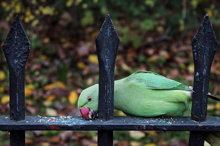 A ring-necked parakeet clings to a railing, eating seeds