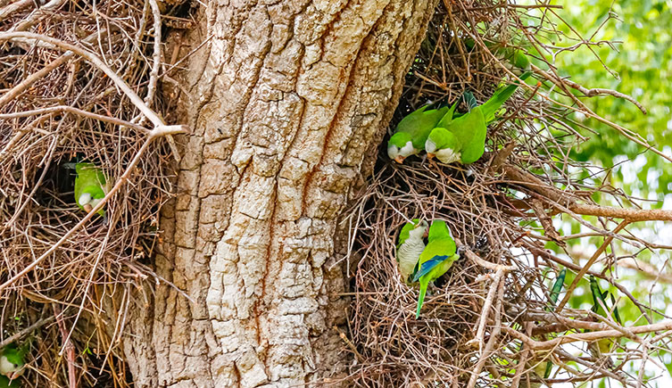 At least nine monk parakeets gathered in a very large nest in a tree, built from masses of twigs
