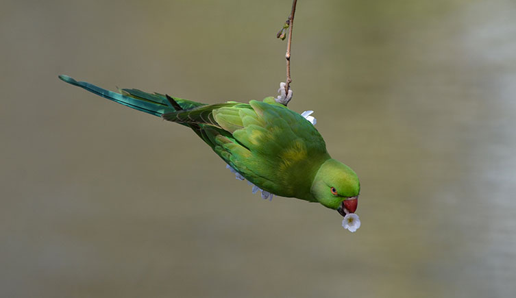 Ring-necked parakeet hanging from a thin branch with a flower in its beak