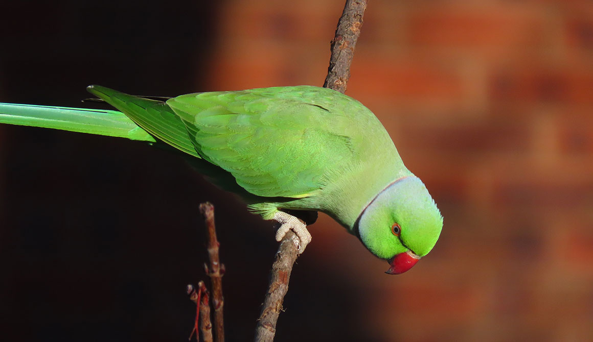 A vivid green parakeet in front of a red brick wall