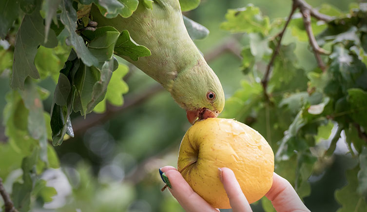 A ring-necked parakeet leans out of a tree to eat an apple from someone's hand
