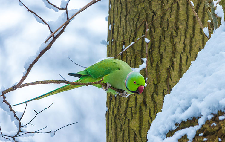 A ring-necked parakeet perched on a bare twig in a snow-covered tree