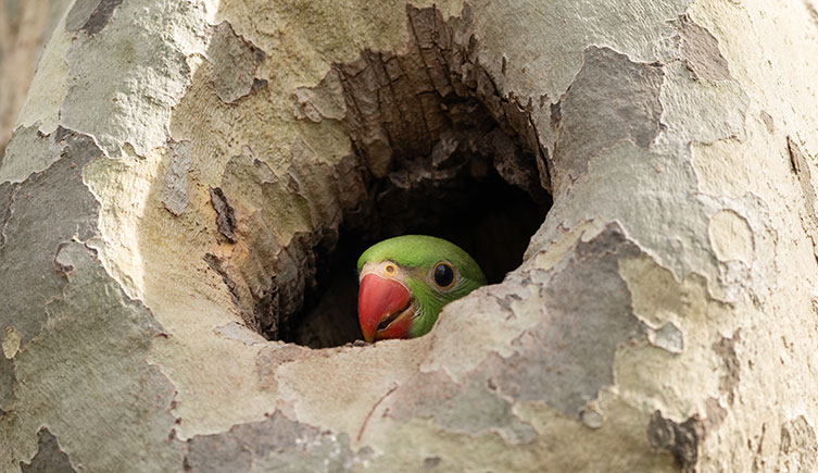 The head of a ring-necked parakeet is just about visible in a tree hole