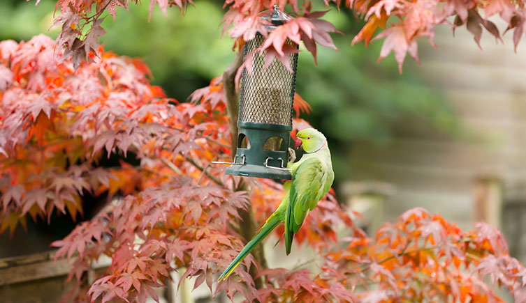 A ring-necked parakeet on a bird feeder