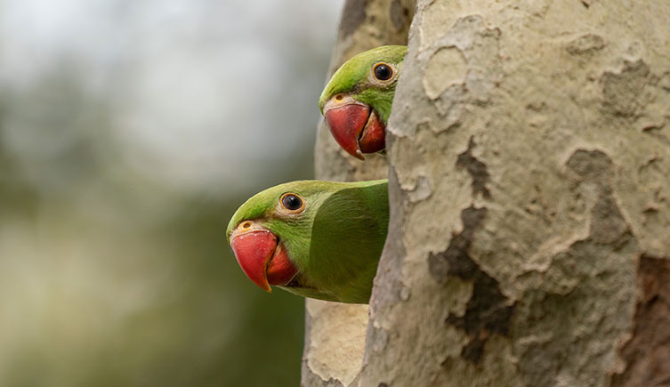 The heads of two ring-necked parakeets peeking out from a hole in a London plane tree