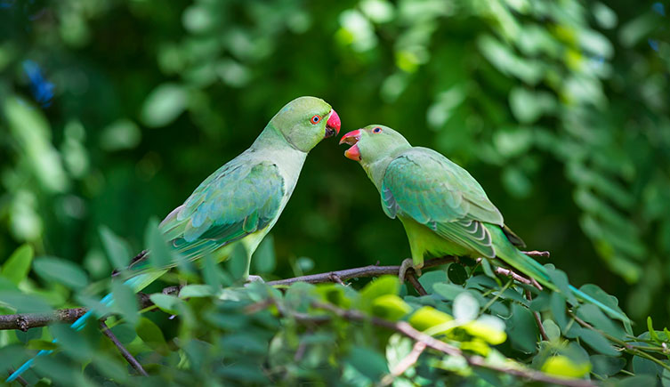 Two green parakeets blend in with the colour of the trees around them, apart from their pinkish-red beaks