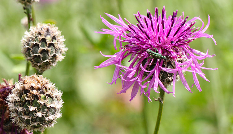 A green beetle crawling over a pink, thistle-like flowerhead of greater knapweed