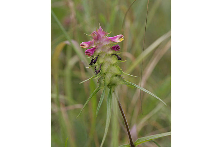 Flowerhead of crested cow-wheat