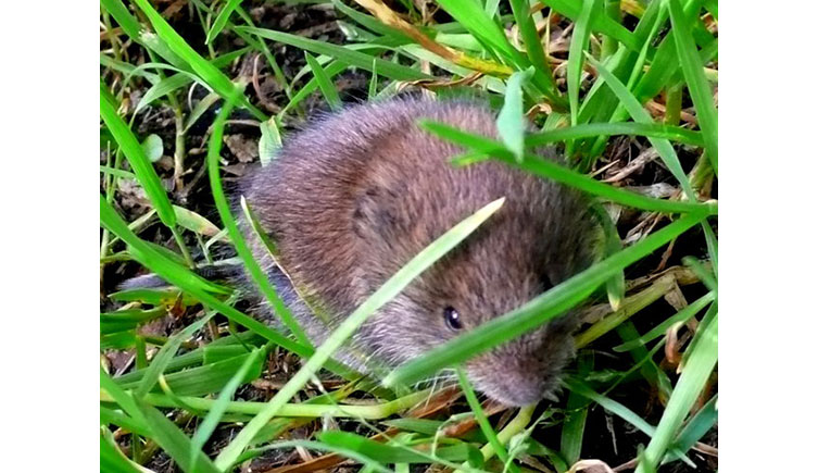 A field vole partially hidden among blades of grass