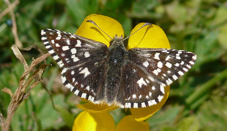 White-spotted brown skipper butterfly