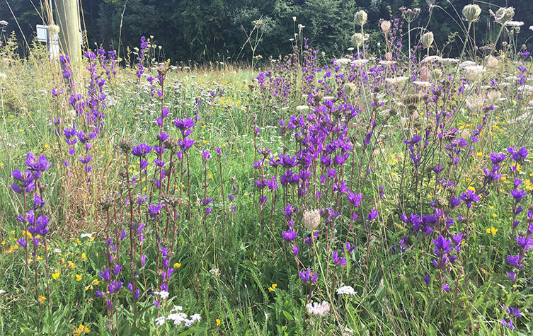 Close-up of a Hampshire road verge full of flowers