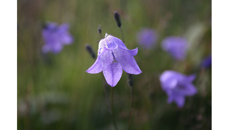 Close-up of delicate, blue harebell flowers