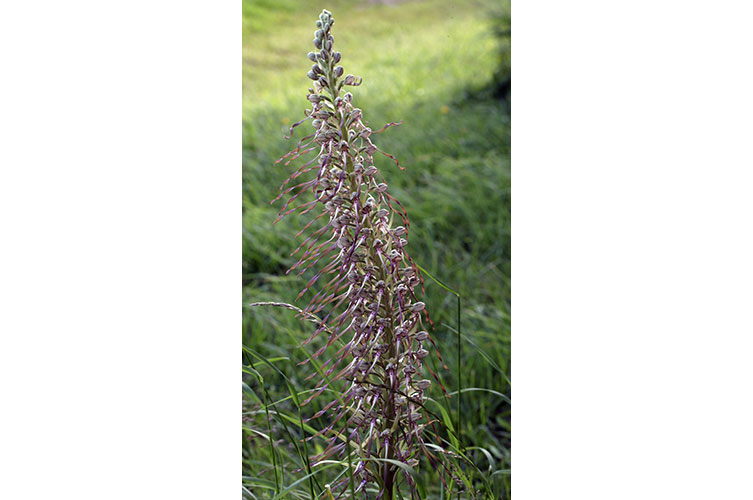Tall spire of a lizard orchid