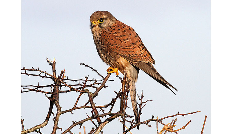 Kestrel perched on a hedge