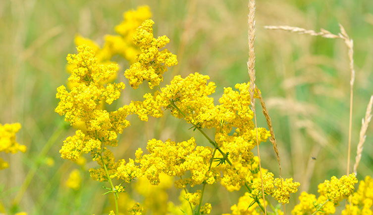 Bright yellow flowers of lady's bedstraw