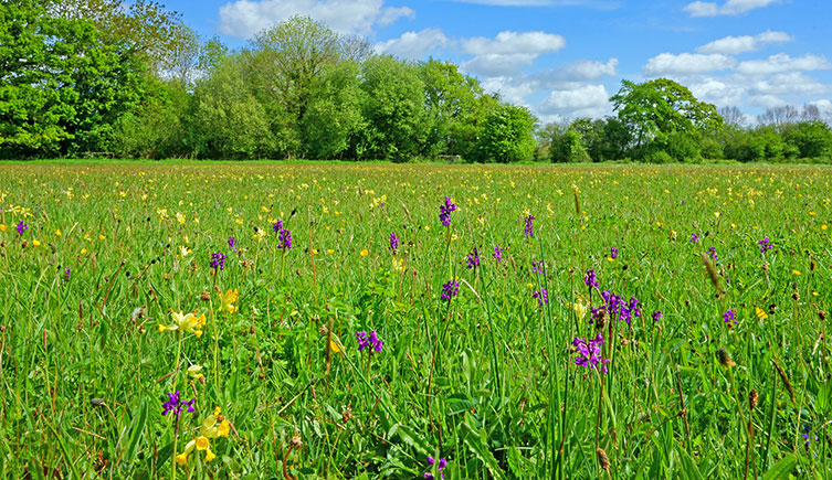 A vivid green meadow dotted with yellow and purple flowers
