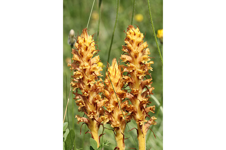 Three bright yellow broomrape flower spikes and stems