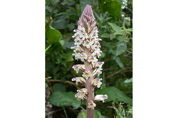 Close-up of a flowering thistle broomrape