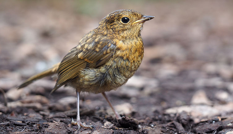 Gold and brown speckled juvenile robin