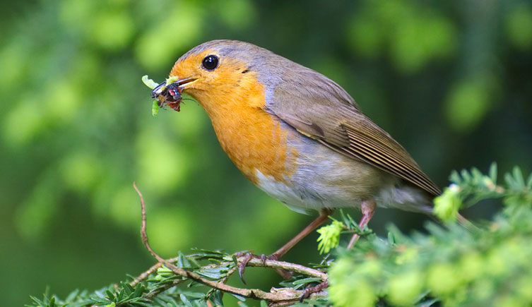 Robin with food in its beak