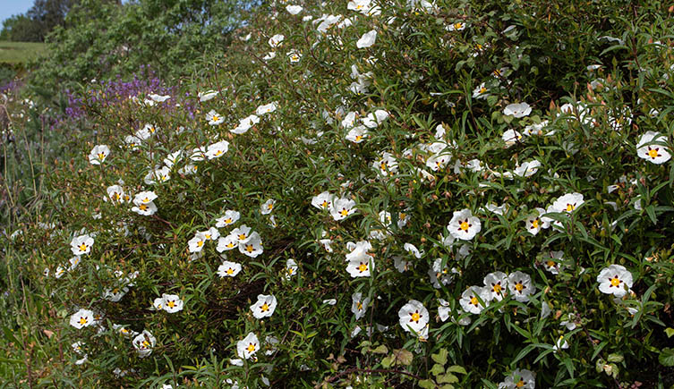 A rockrose bush growing in an arid area, with white flowers. 