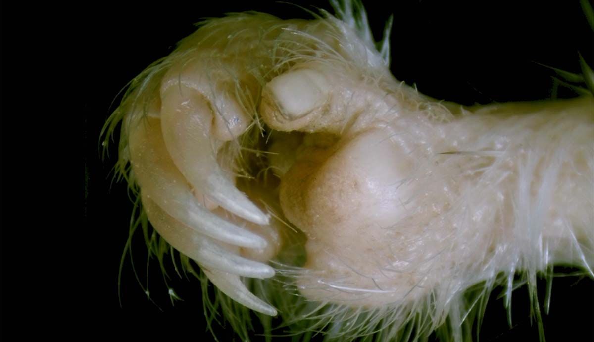 A close-up on the hand of a kangaroo rat, showing a clear thumbnail next to four claws on its fingers.