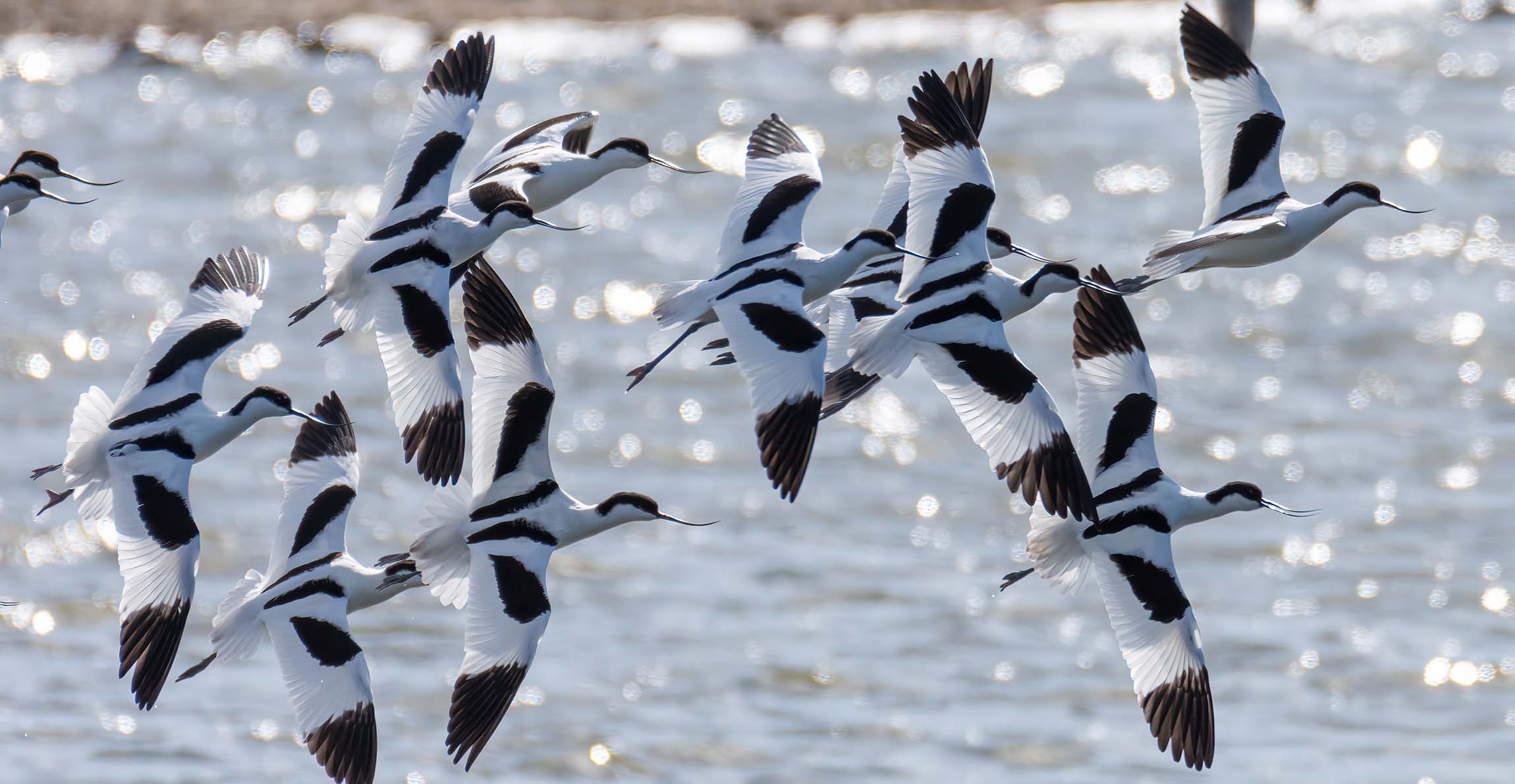 A flock black and white birds with upward-curving beaks fly over sun-dappled water.