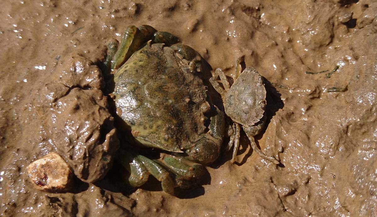 A large green crab and a small brown crab in mud.