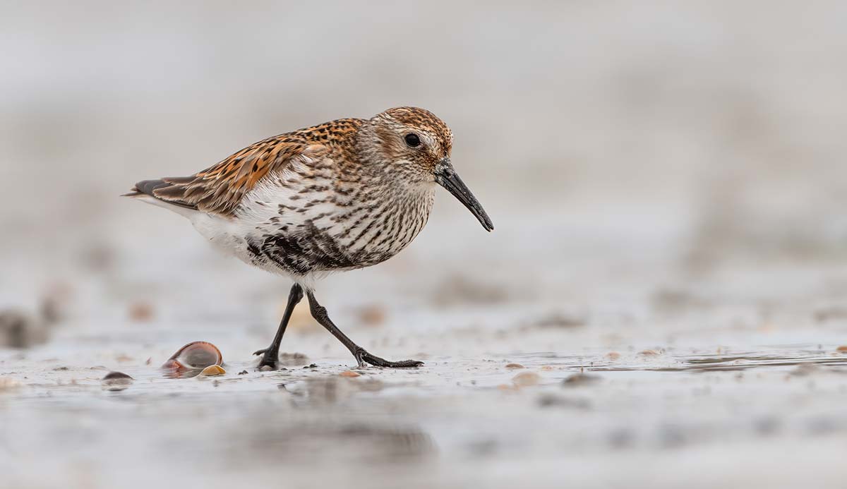 A bird with a long black beak, brown back and speckled front walks across mud.