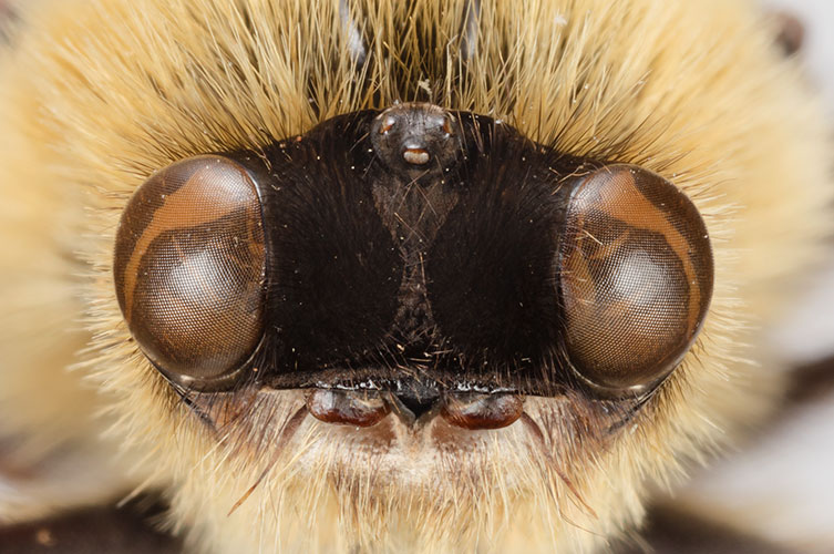 A close up of a fly's face. It has a dark brown head, two lighter brown eyes, and long, thin, off-white hairs sprouting from its body. 