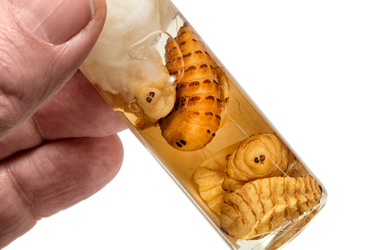 A close up of a jar filled with botfly larvae specimens.