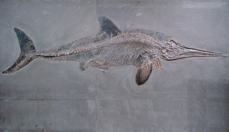 A fossil specimen of the extinct fish-like marine reptile Ichthyosaurus acutirostris