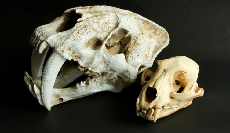 The skull of Smilodon compared to a modern leopard