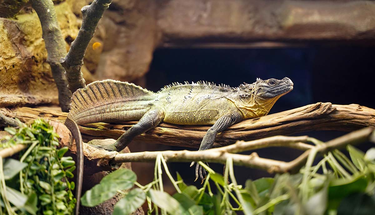 The Philippine sailfin lizard, which has a distinctive sail on its tail, basks on a branch.