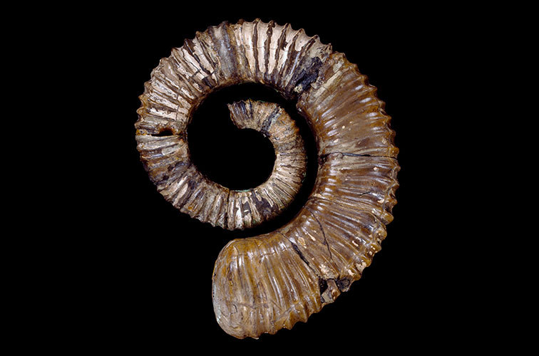 An Aegocrioceras quadratus specimen on a black background