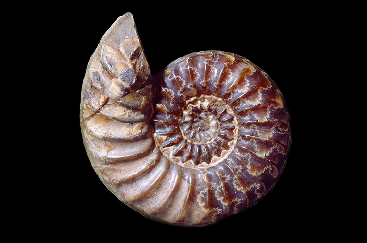 An Asteroceras obtusum ammonite specimen on a black background