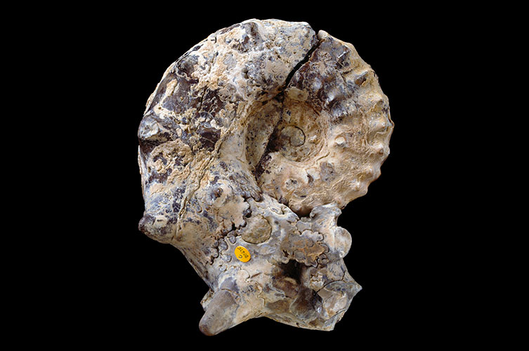 A mostly tan-coloured, tightly whorled ammonite specimen. It has some prominent tubercles. 