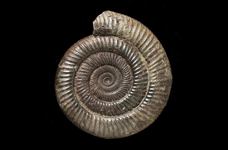 A Dactylioceras specimen on a black background
