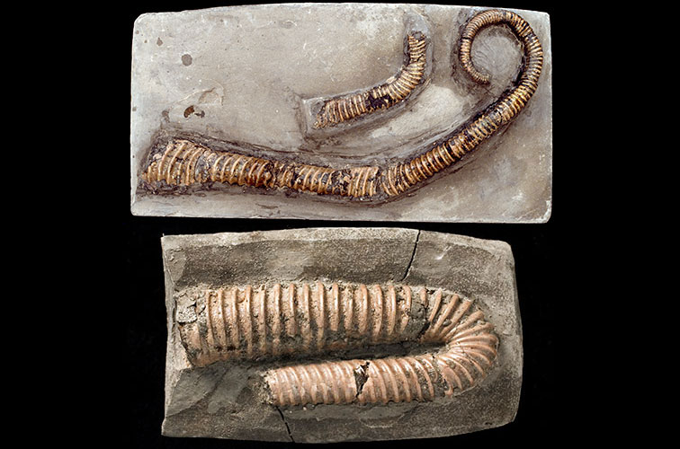 Two Hamites ammonites on a black background