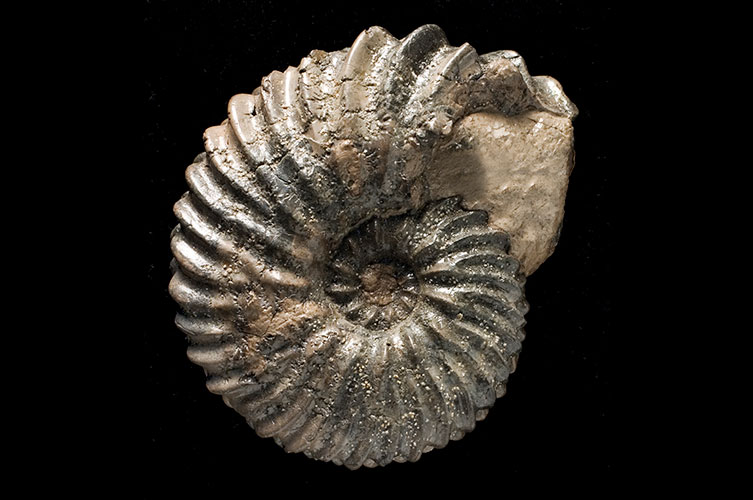 A tightly whorled ammonite with prominent ribs. 