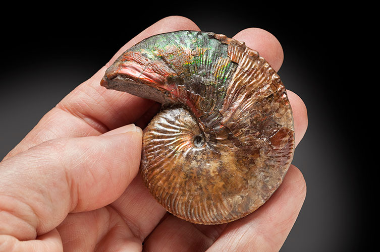 A person holds up a small, mostly brown ammonite with a patch of green near the opening of the shell. It has faint ribs and the whorls are quite wide.