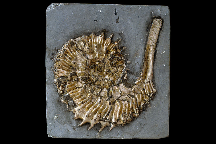 A Kosmoceras phaeinum specimen on a black background