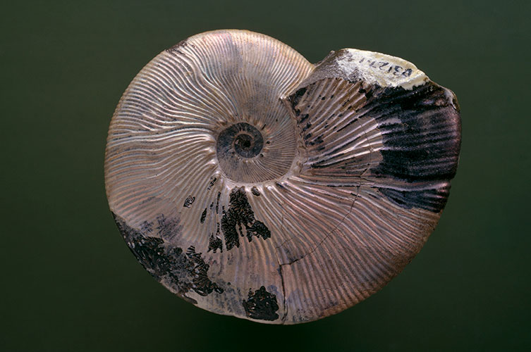 A Maorites densicostatus specimen on a green background